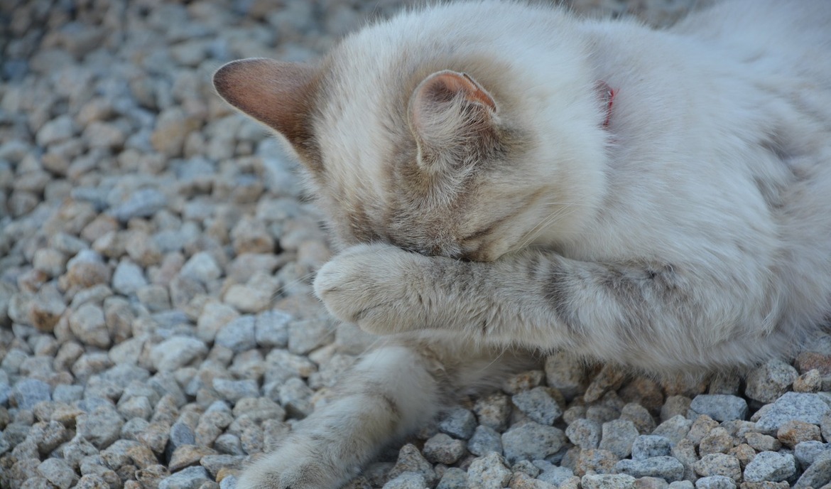At genkende, behandle og forhindre forstoppelse hos katte